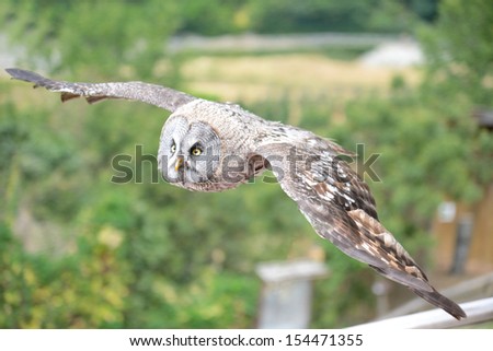 owl raptor in flight training of refuge in the high mountains