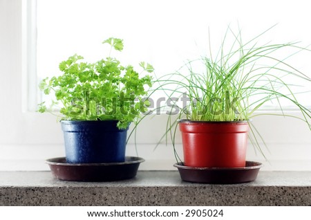 Green herbs in the flowerpots in front of window.