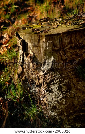 An old stump in the autumn.