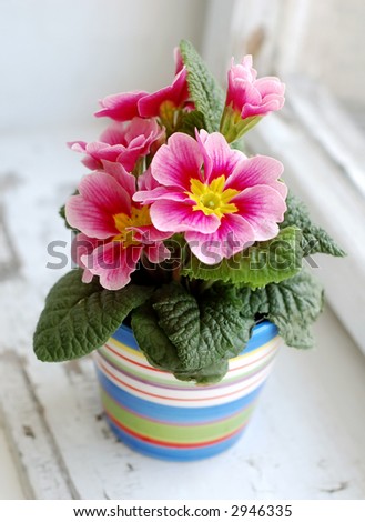 Photo of colorful flower in flowerpot at window.
