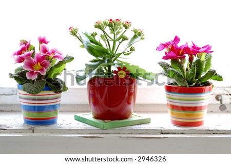 Photo of colorful flowers in flowerpots at window.