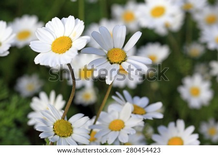 Spring daisies on the natural place