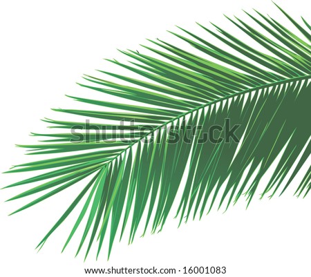 Palm Leaf Stock Vector Illustration 16001083 : Shutterstock