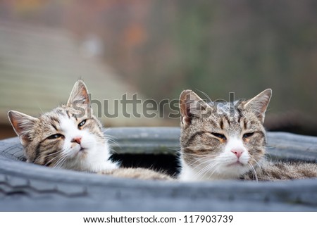 Closeup of two tabby cats sleeping in their tyre nest