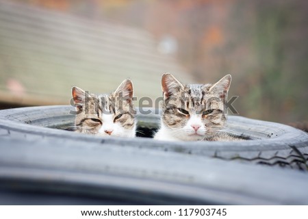 Two tabby cats sleeping in their tyre nest