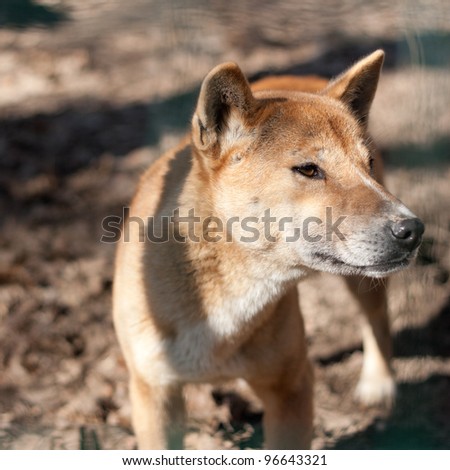 New Guinea Singing Dog (Canis dingo hallstromi)