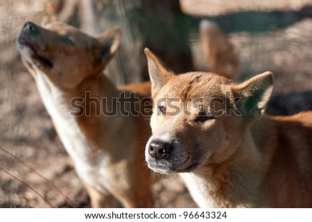 New Guinea Singing Dog (Canis dingo hallstromi)