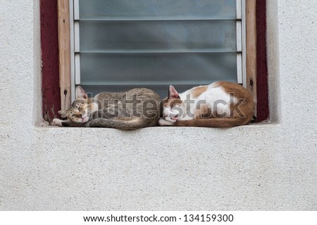 Two cats sleep on window