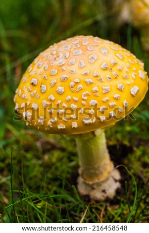Poisonous Yellow Mushroom Details in Nature Growing on Grass
