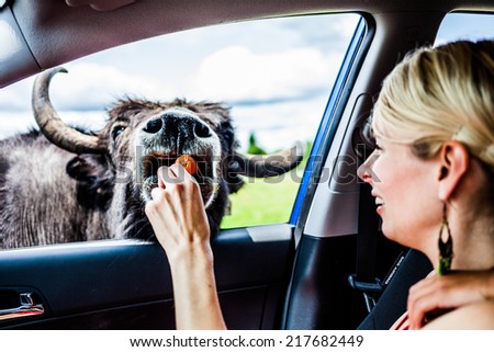 July 29, 2014. Girl feeding a Cow during the Car Circuit at Parc Safari, Quebec , Canada on a beautiful summer day.