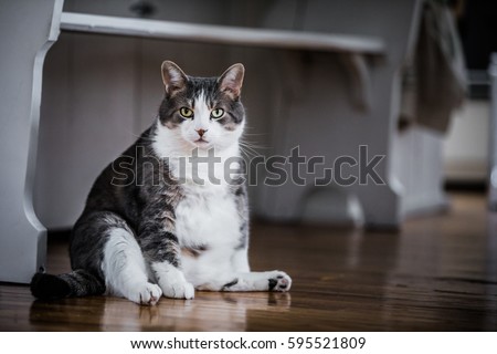 Funny Fat Cat Sitting in the Kitchen and Probably Waiting for some more Food