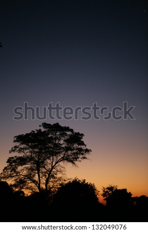 African Tree at Sunset