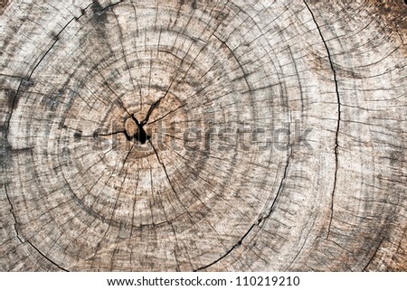 Rough wooden cut texture and cracks pattern