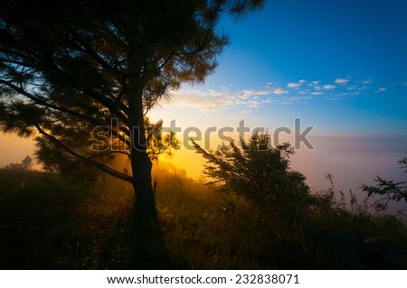sun light effect and tree pine in the mountain