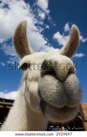 Llama Yawning