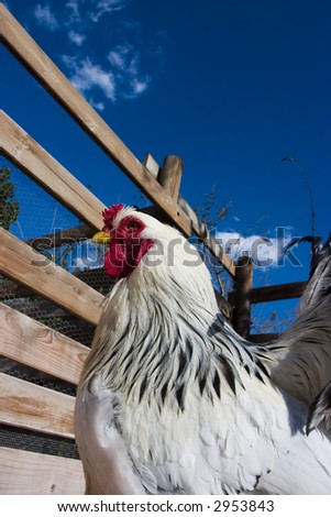 Hen enclosed the fences of the farm over a blue sky