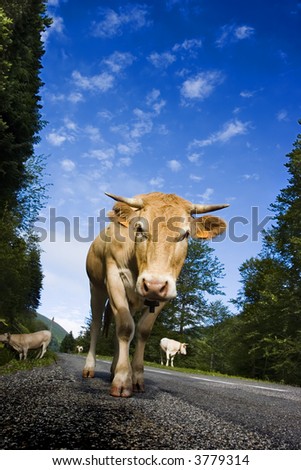 Cattle of milky cows walking in a road. The picture is taken in the mountains of Navarra, in Spain.
