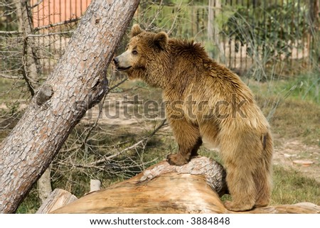 Grizzly bear over a tree in a zoo