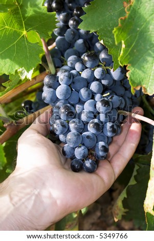Hand holding a bunch of black grapes in a vineyard.