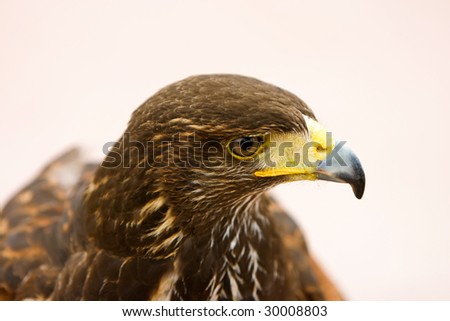 Eagle portrait focusing the head of the bird.