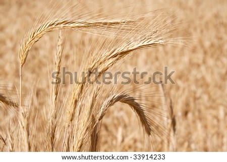 Field full of wheat seed