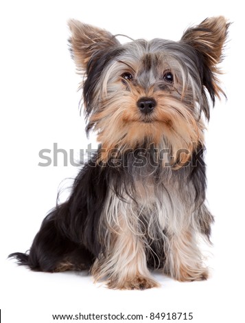Yorkshire terrier looking at the camera in a head shot, against a white background