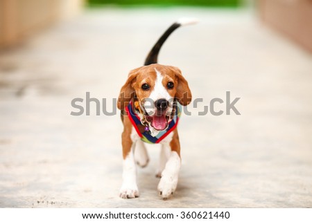 Little puppy beagle running with happy face -zoom in
