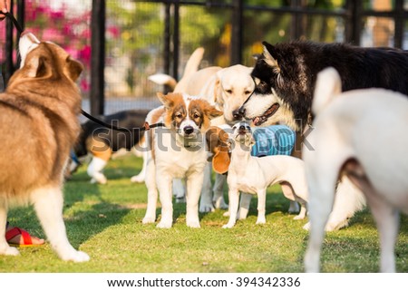 Pack of dog Thai Bangkaew, Jack russel, Siberian husky, Labrador retriver in the garden