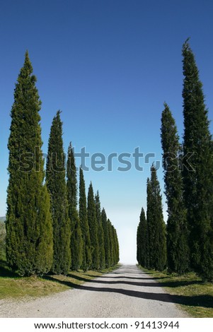 Cypress trees line a driveway in Tuscany