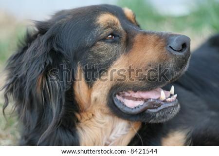 Bernese Mountain Dog side profile
