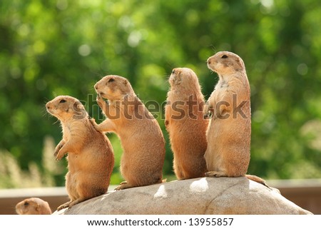 GRoup of prairie dogs standing on top of rock