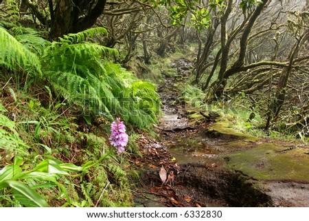 Fantasy world, laurel forest on Madeira