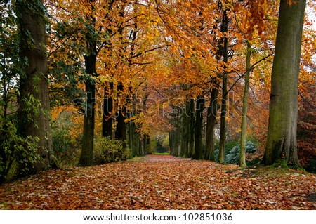 tree lane in autumn