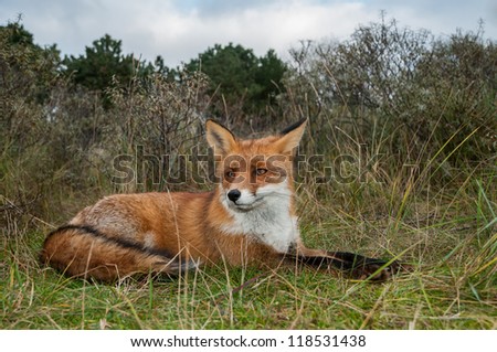 red fox resting in tall grass