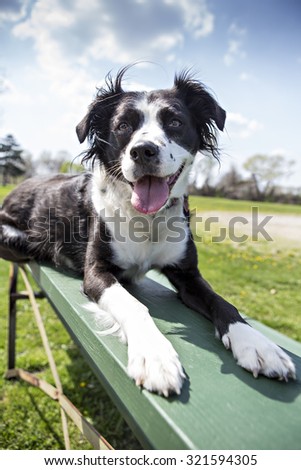 Border Collie outside laying on bleachers