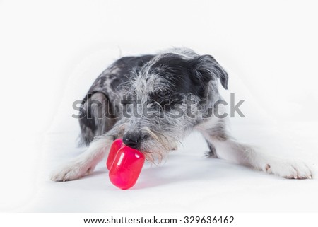 dog chewing on a red bone