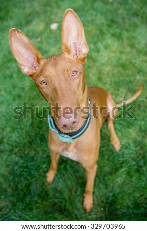 Pharaoh Hound sitting in the grass looking at the camera
