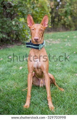 Pharaoh Hound sitting in the grass looking at the camera