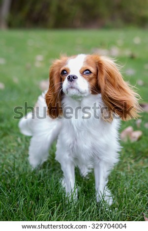 King Charles Spaniel with grass as the background