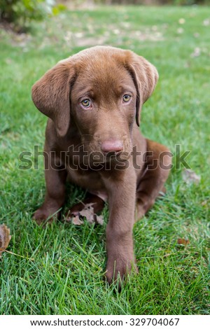 Chocolate Lab puppy sitting in the grass