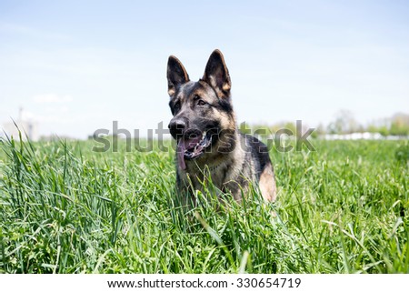 German Shepherd dog playing in tall grass