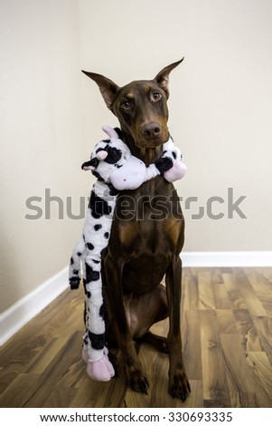 A doberman and a cow toy so cute