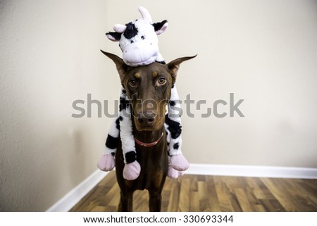 A doberman and a cow toy so cute