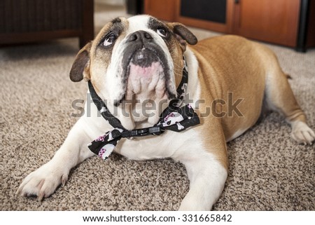English Bulldog laying in a living room on the carpet
