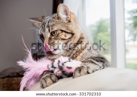 Cat sitting on the back of a couch with a bunny toy