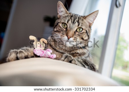Cat sitting on the back of a couch with a bunny toy
