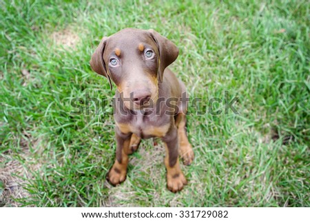doberman puppy sitting in the grass outside
