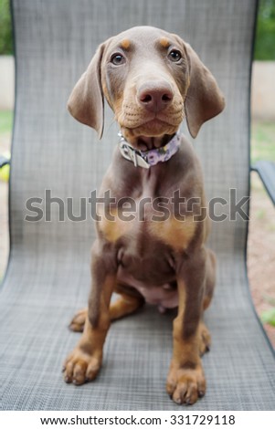 Doberman puppy sitting in a chair outside