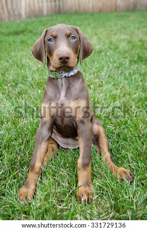 doberman puppy sitting in the grass outside