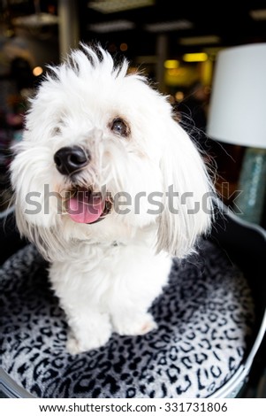 White Coton De Tulear sitting in a dog bed in a shop window